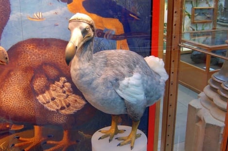 The Dodo: the late bird and symbol of Mauritius